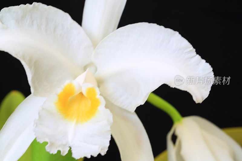 我是Alba Cattleya Lueddemanniana